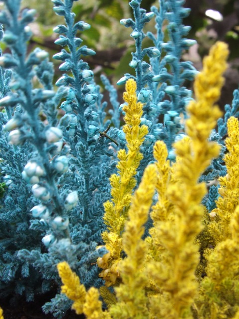 Heather Painted Dark Blue - Dark Blue Colour, Spray Painted Evergreen  Shrub, Low Maintenance (10-20cm Height Including Pot)