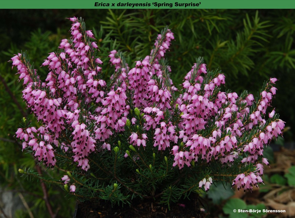 Erica x darleyensis ‘Spring Surprise’ – Heather World