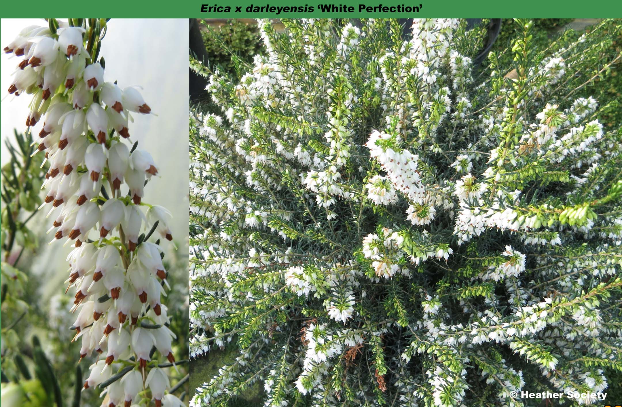 Эрика дарленская (Erica darleyensis Kramers rote p9)