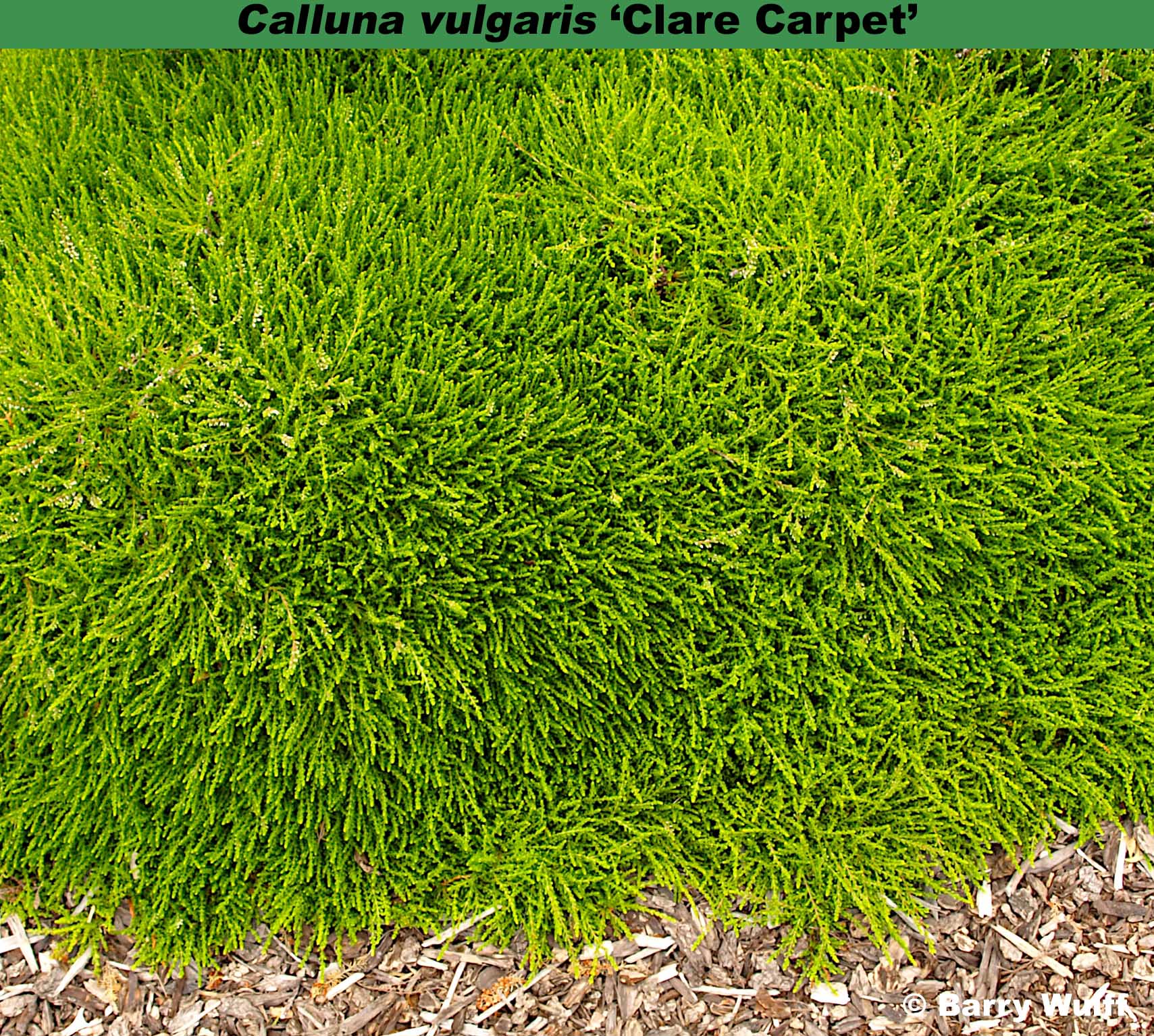 ‘Clare Carpet’