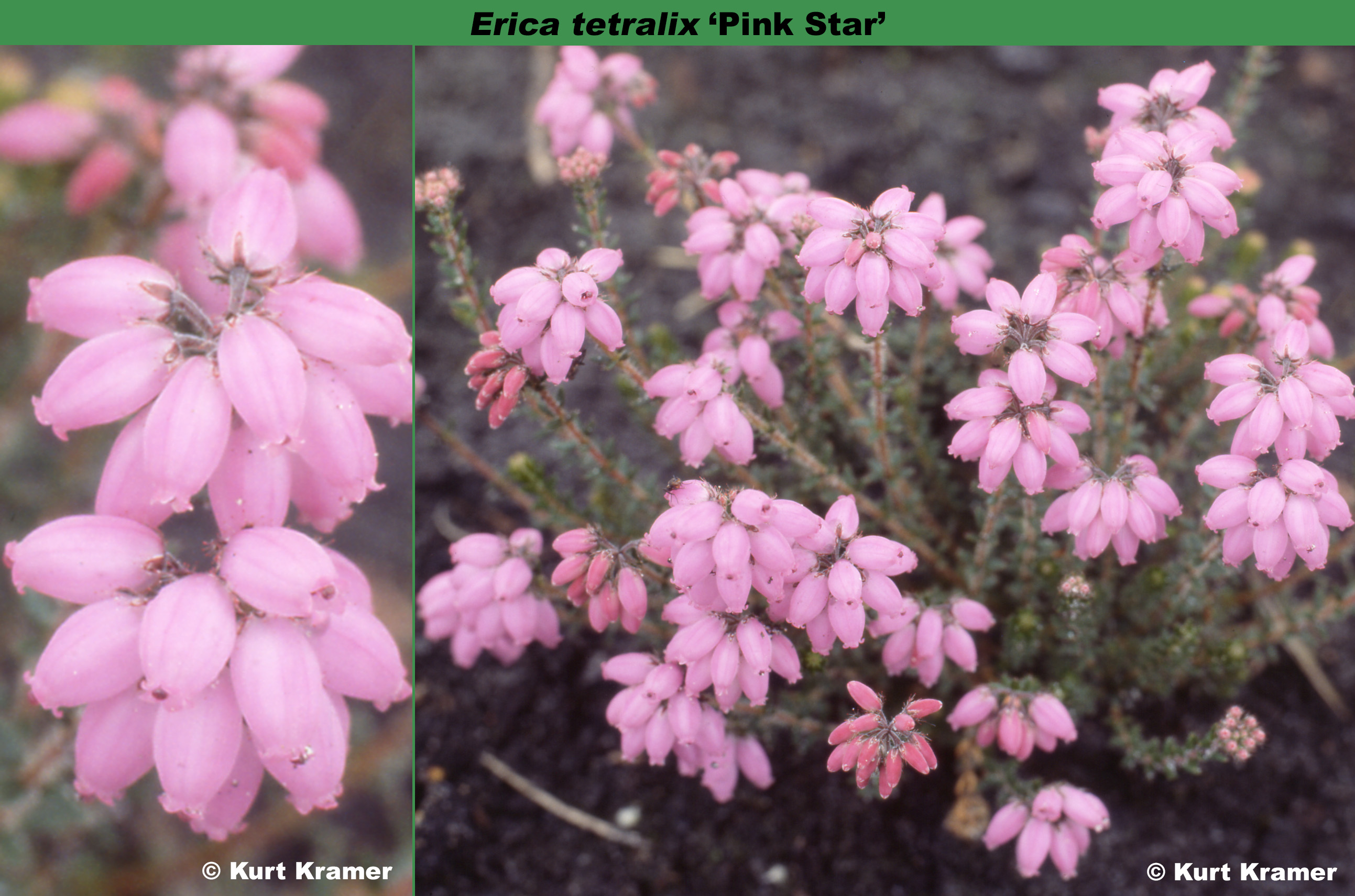 Erica tetralix