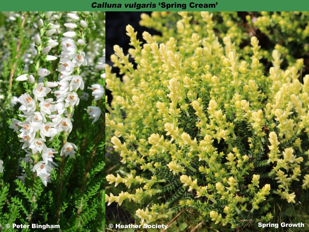 ‘Spring Cream’ – Heather World