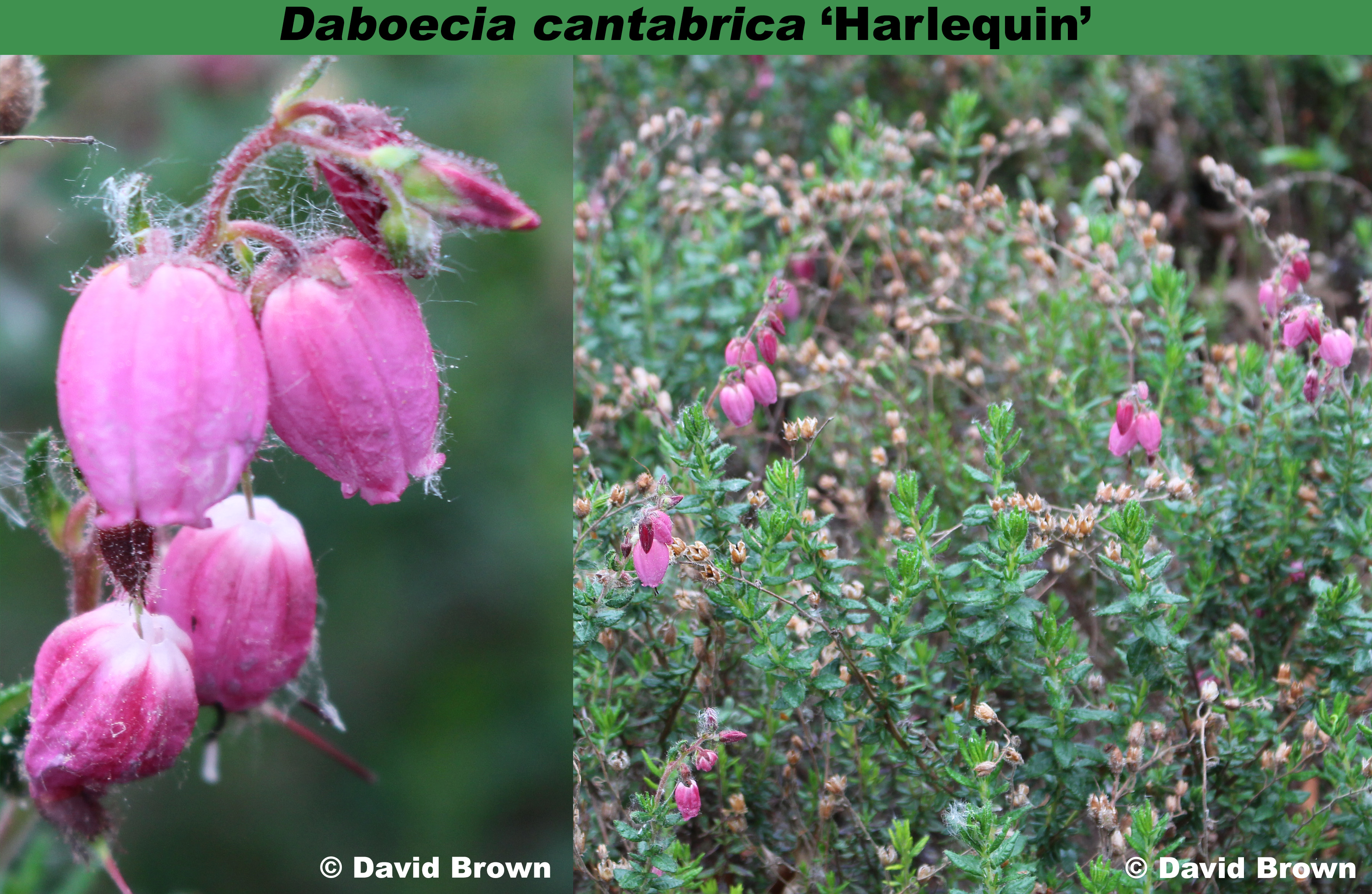 10x irlandeses Heide waleys red-Daboecia cantabrica