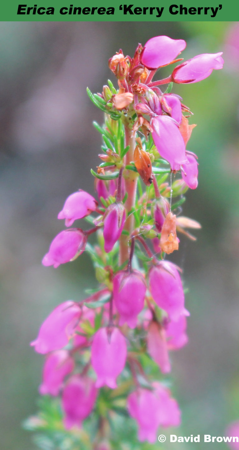 ‘Kerry Cherry’ Heather World