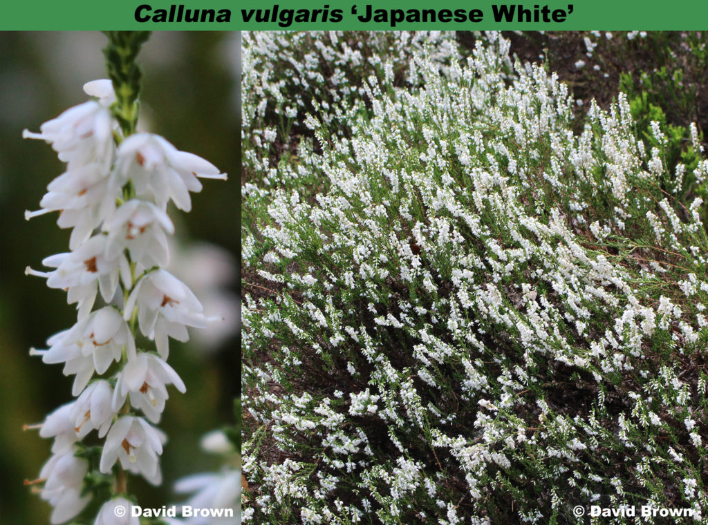 ‘Japanese White’ – Heather World
