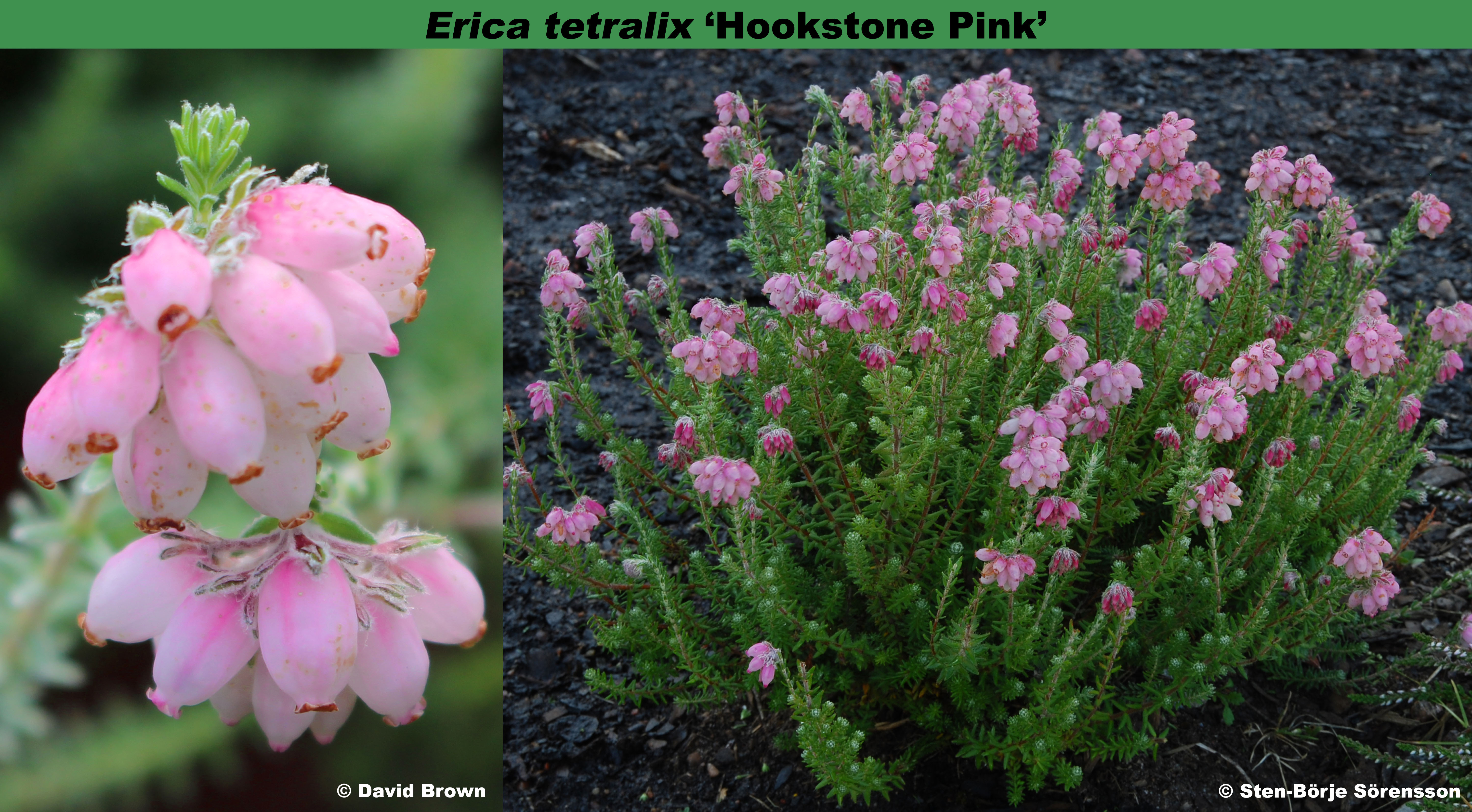 Northern Atlantic wet Heaths with Erica tetralix