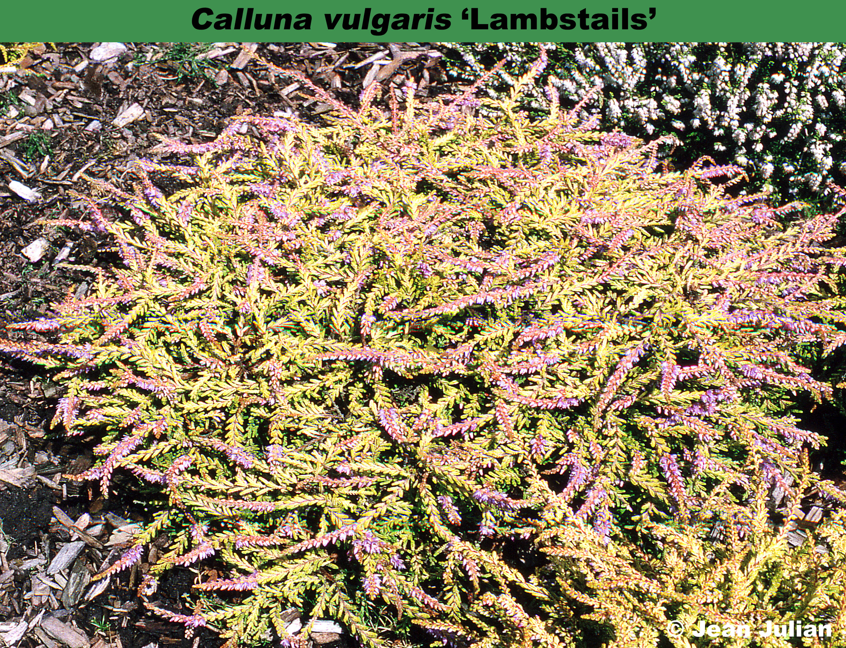 ‘Lambstails’