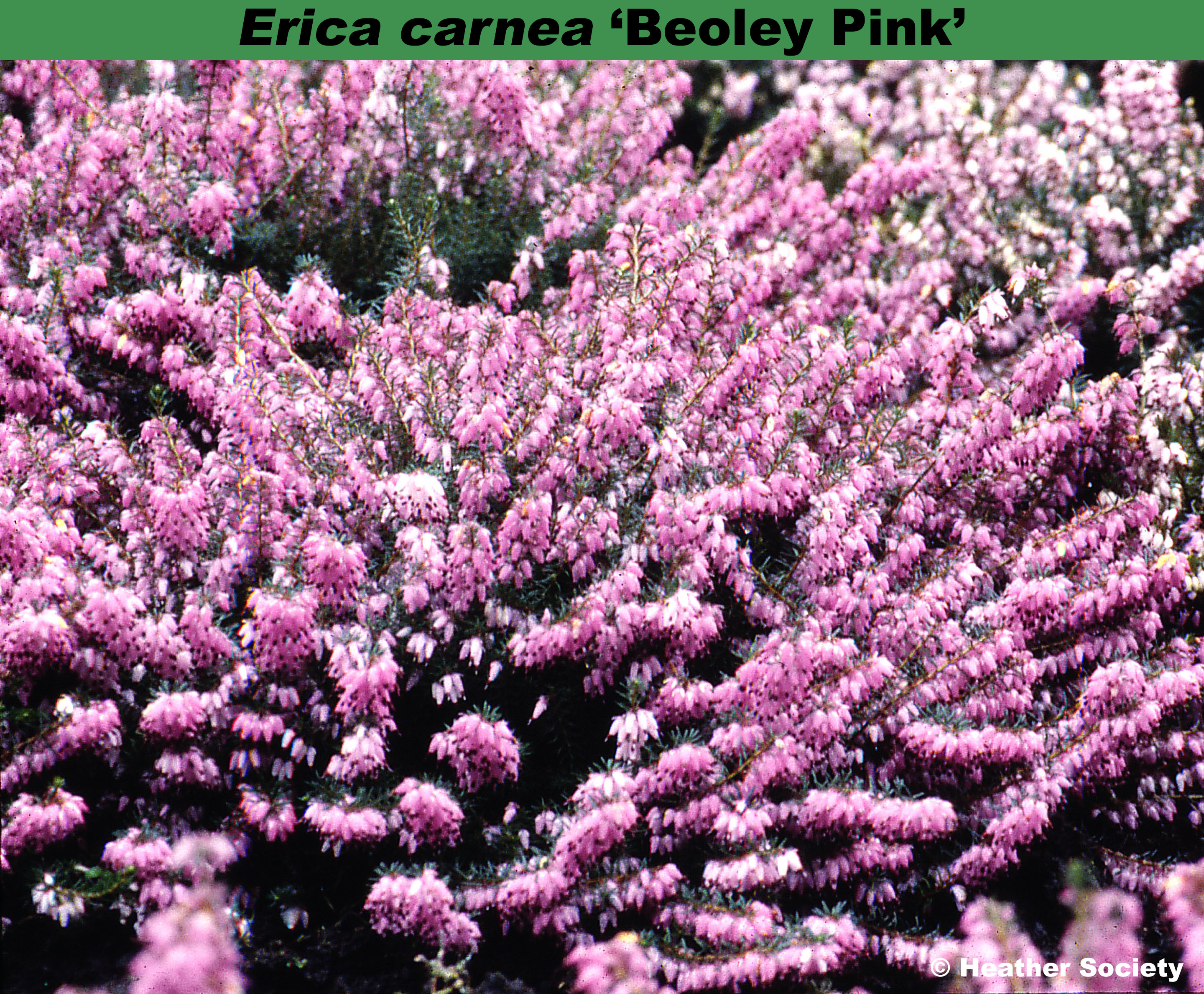 ‘Beoley Pink’